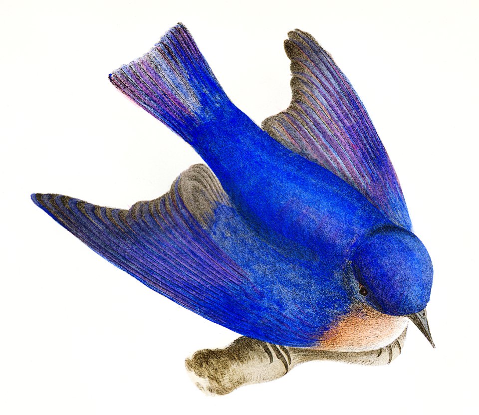 98. The Bluebird (Sialia wilsoni) 99. The American Titlark (Anthus ludovicianus) illustration from Zoology of New York (1842–1844) by James Ellsworth De Kay.