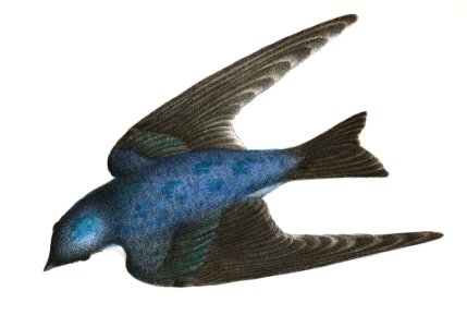 63. The White-bellied Swallow (Hirundo bicolor). 64. The Barn Swallow (Hirundo rufa) illustration from Zoology of New York (1842–1844) by James Ellsworth De Kay.