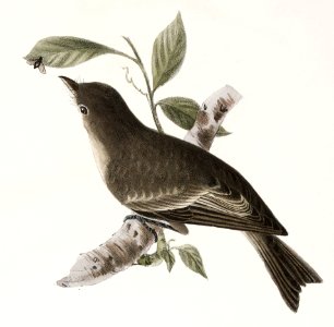 68. The American Redstart (Muscicapa ruticilla) 69. The Wood Pewee (Muscicapa virens) illustration from Zoology of New York (1842–1844) by James Ellsworth De Kay.. Free illustration for personal and commercial use.