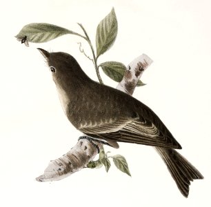 68. The American Redstart (Muscicapa ruticilla) 69. The Wood Pewee (Muscicapa virens) illustration from Zoology of New York (1842–1844) by James Ellsworth De Kay.