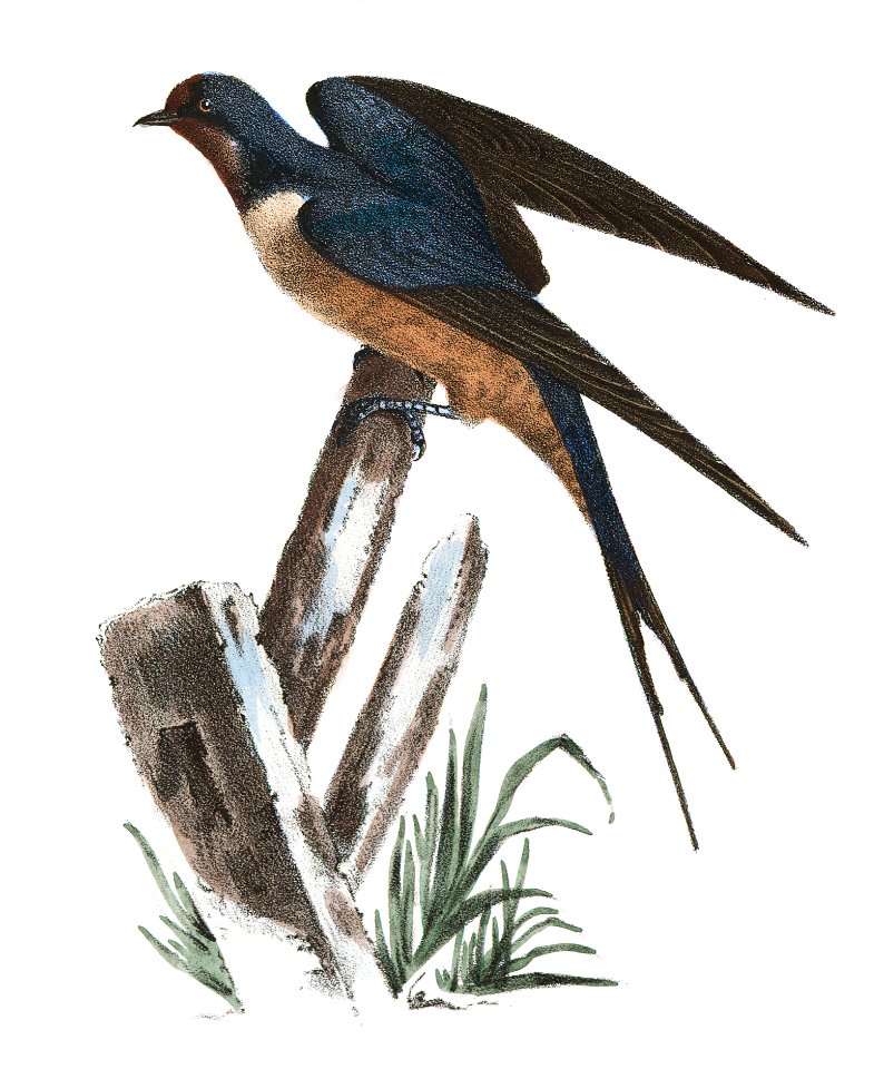 63. The White-bellied Swallow (Hirundo bicolor). 64. The Barn Swallow (Hirundo rufa) illustration from Zoology of New York (1842–1844) by James Ellsworth De Kay.