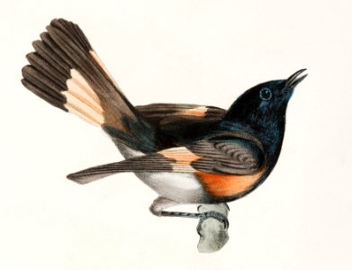 68. The American Redstart (Muscicapa ruticilla) 69. The Wood Pewee (Muscicapa virens) illustration from Zoology of New York (1842–1844) by James Ellsworth De Kay.