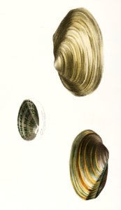 234. Anodon fluviatilis. 235. Anodon benedictensis. 236. Unio radiatus. illustration from Zoology of New York (1842–1844) by James Ellsworth De Kay.