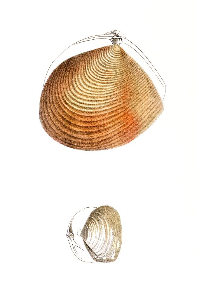 Different types of seashells illustration from Zoology of New York (1842–1844) by James Ellsworth De Kay.