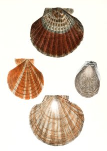 Different types of seashells illustration from Zoology of New York (1842–1844) by James Ellsworth De Kay.