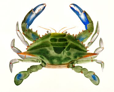 3. Blue crab (Lupa decanta) illustration from Zoology of New York (1842–1844) by James Ellsworth De Kay.. Free illustration for personal and commercial use.