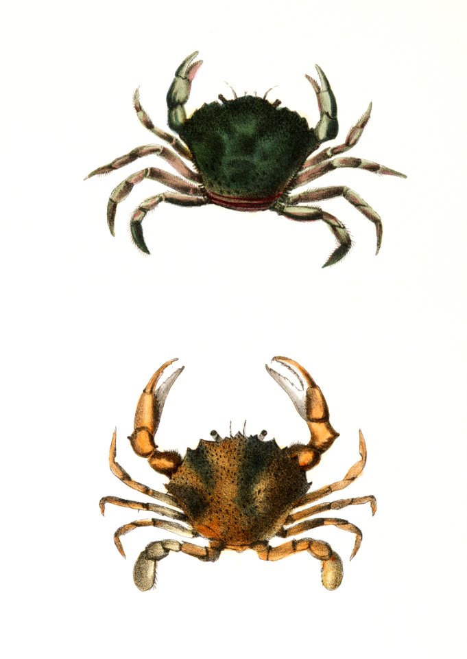 5. & 6. Littoral crab (Carcinus moenas) 7. Lady crab (Platyonichus ocellatus) illustration from Zoology of New York (1842–1844) by James Ellsworth De Kay.