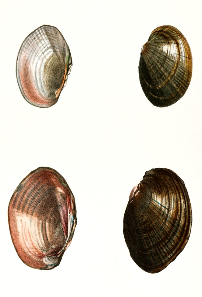 237. Unio ochraceus. 238. Unio id. illustration from Zoology of New York (1842–1844) by James Ellsworth De Kay.