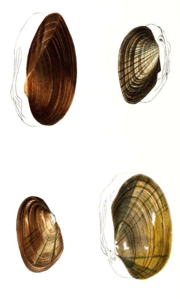 Different types of sea shells illustration from Zoology of New York (1842–1844) by James Ellsworth De Kay.