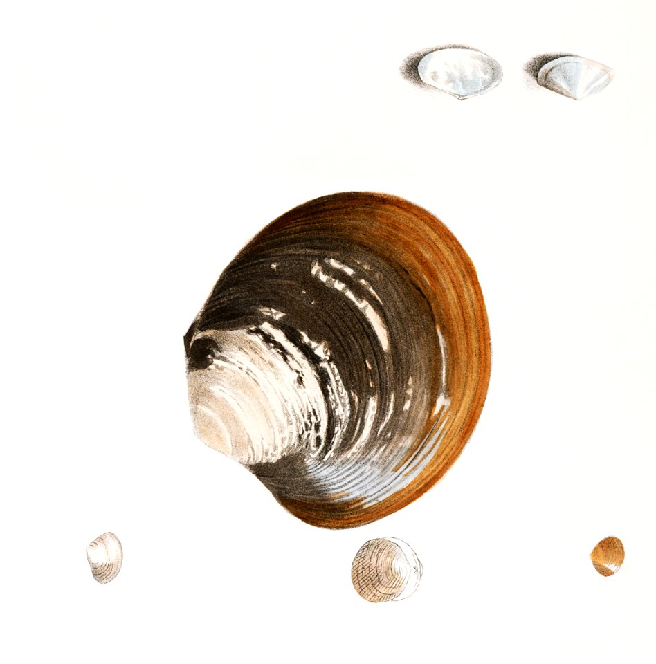 Different types of seashells illustration from Zoology of New York (1842–1844) by James Ellsworth De Kay.