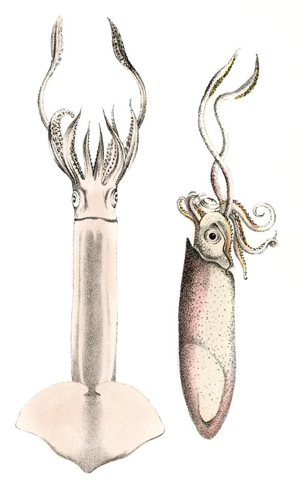 351. Atlantic brief squid (Loligo brevipinna) 352. Neon flying squid (Loligo bartramii) illustration from Zoology of New York (1842–1844) by James Ellsworth De Kay.