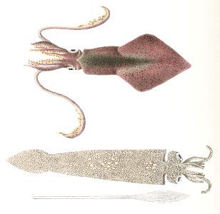 353. Glass squid (Loligo pavo) 354. Longfin inshore squid (Loligo pealii) illustration from Zoology of New York (1842–1844) by James Ellsworth De Kay.