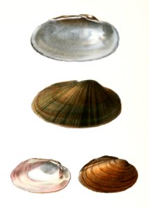 357. Unio rosaceus, male. 358. Anodon pavonia. illustration from Zoology of New York (1842–1844) by James Ellsworth De Kay.