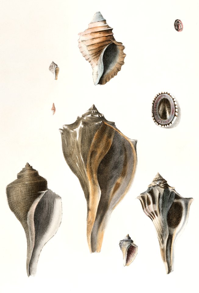 Different types of seashells illustration from Zoology of New York (1842–1844) by James Ellsworth De Kay.