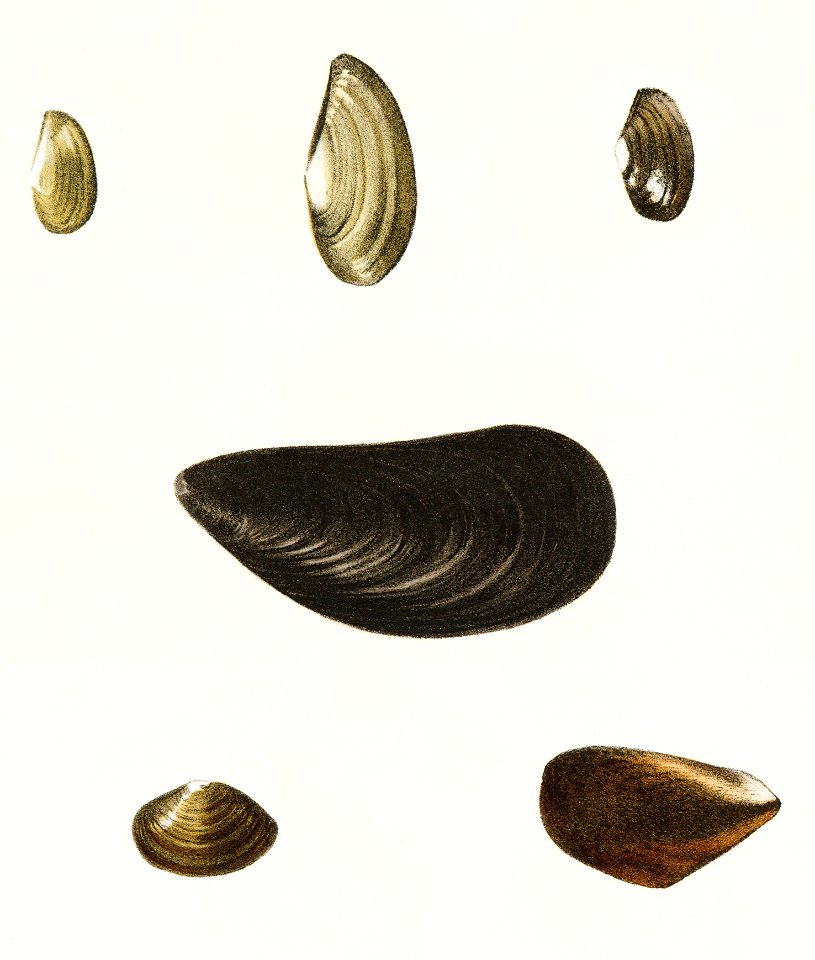 Different types of seashells illustration from Zoology of New York (1842–1844) by James Ellsworth De Kay.