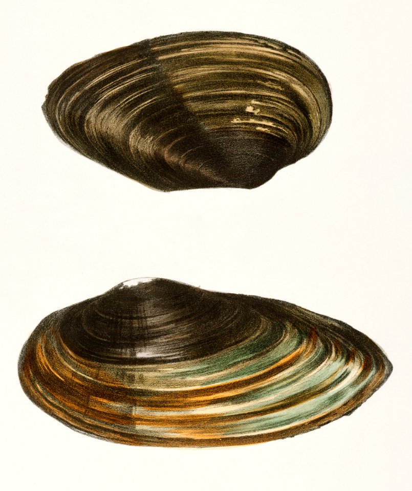232. Anodon plana. 233. Anodon excurvata. illustration from Zoology of New York (1842–1844) by James Ellsworth De Kay.