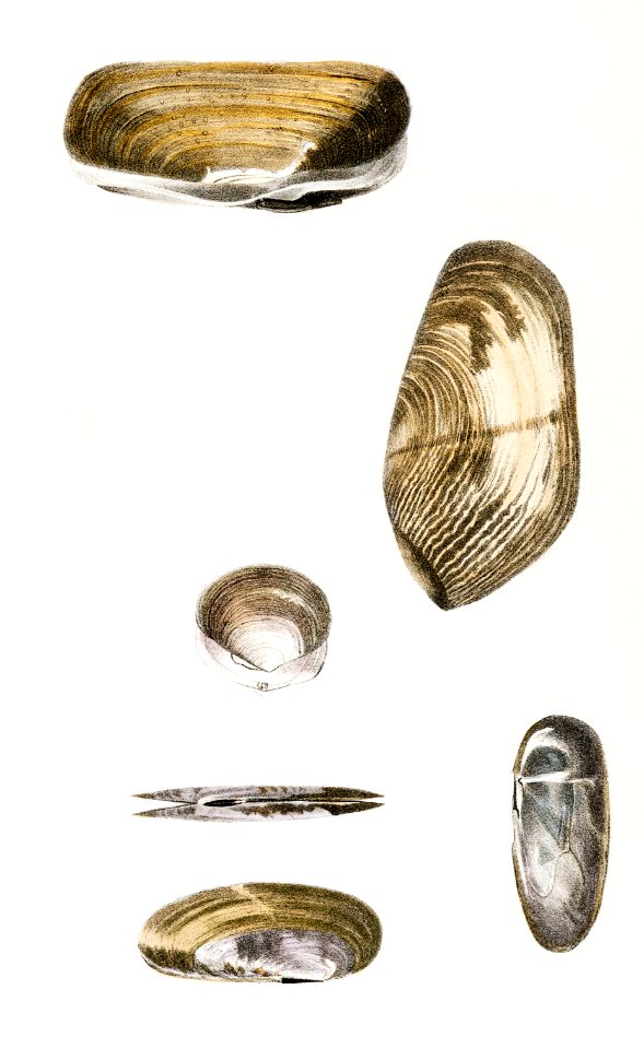 Different types of seashells illustration from Zoology of New York (1842–1844) by James Ellsworth De Kay.