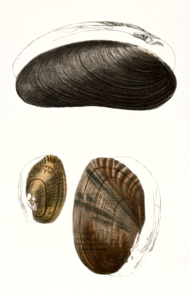 224. Alasmodon arcuata. 225. Alasmodon marginata. 226. Alasmodon rugosa. illustration from Zoology of New York (1842–1844) by James Ellsworth De Kay.