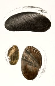 224. Alasmodon arcuata. 225. Alasmodon marginata. 226. Alasmodon rugosa. illustration from Zoology of New York (1842–1844) by James Ellsworth De Kay.