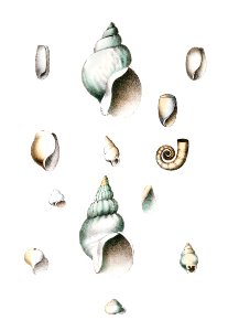 Different types of seashells illustration from Zoology of New York (1842–1844) by James Ellsworth De Kay.