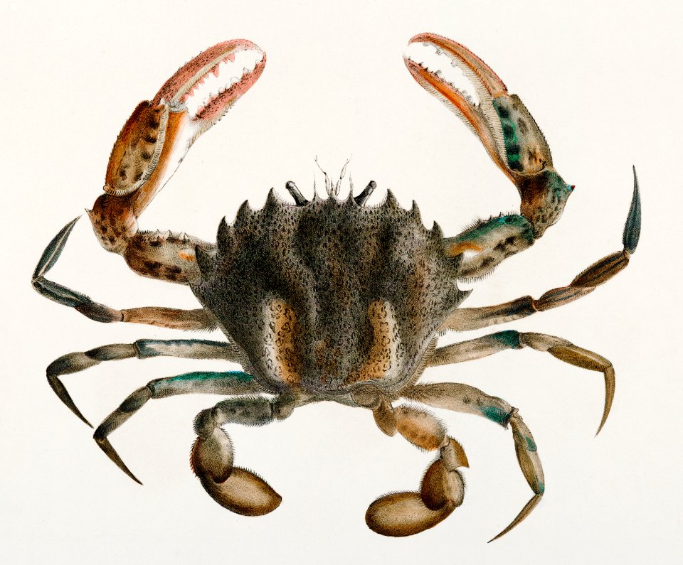 1. Lady Crab (Platyonichus ocellatus) illustration from Zoology of New York (1842–1844) by James Ellsworth De Kay.