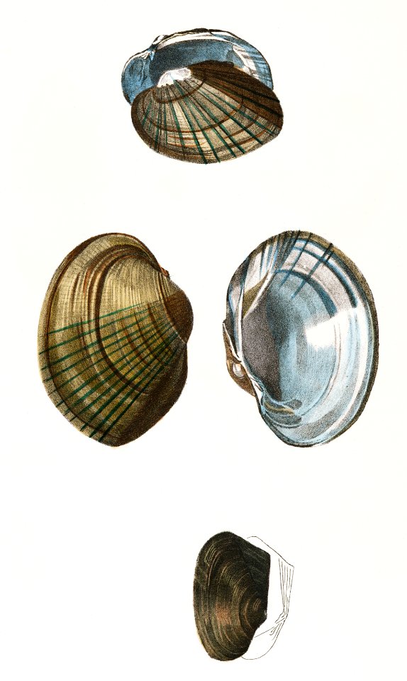 243. Unio cariosus. 244. Unio Id. 245. Unio compressus. illustration from Zoology of New York (1842–1844) by James Ellsworth De Kay.