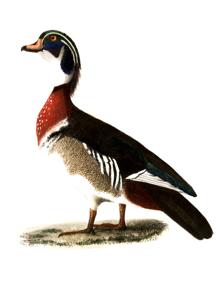 246. Blue-winged Teal (Anas discors) 247. Wood Duck (Anas sponsa) illustration from Zoology of New York (1842–1844) by James Ellsworth De Kay.