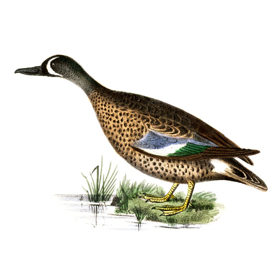 246. Blue-winged Teal (Anas discors) 247. Wood Duck (Anas sponsa) illustration from Zoology of New York (1842–1844) by James Ellsworth De Kay.
