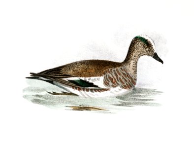 248. Baldpate or Wildgeon (Anas americana) 249. Green-winged Teal (Anas carolinensis) illustration from Zoology of New York (1842–1844) by James Ellsworth De Kay.. Free illustration for personal and commercial use.