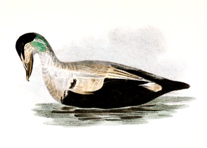250. Eider Duck (Fuligula mollissima) 251. King Duck (Fuligula spectabilis) illustration from Zoology of New York (1842–1844) by James Ellsworth De Kay.. Free illustration for personal and commercial use.