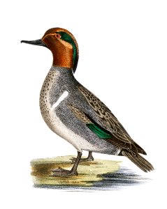 248. Baldpate or Wildgeon (Anas americana) 249. Green-winged Teal (Anas carolinensis) illustration from Zoology of New York (1842–1844) by James Ellsworth De Kay.. Free illustration for personal and commercial use.
