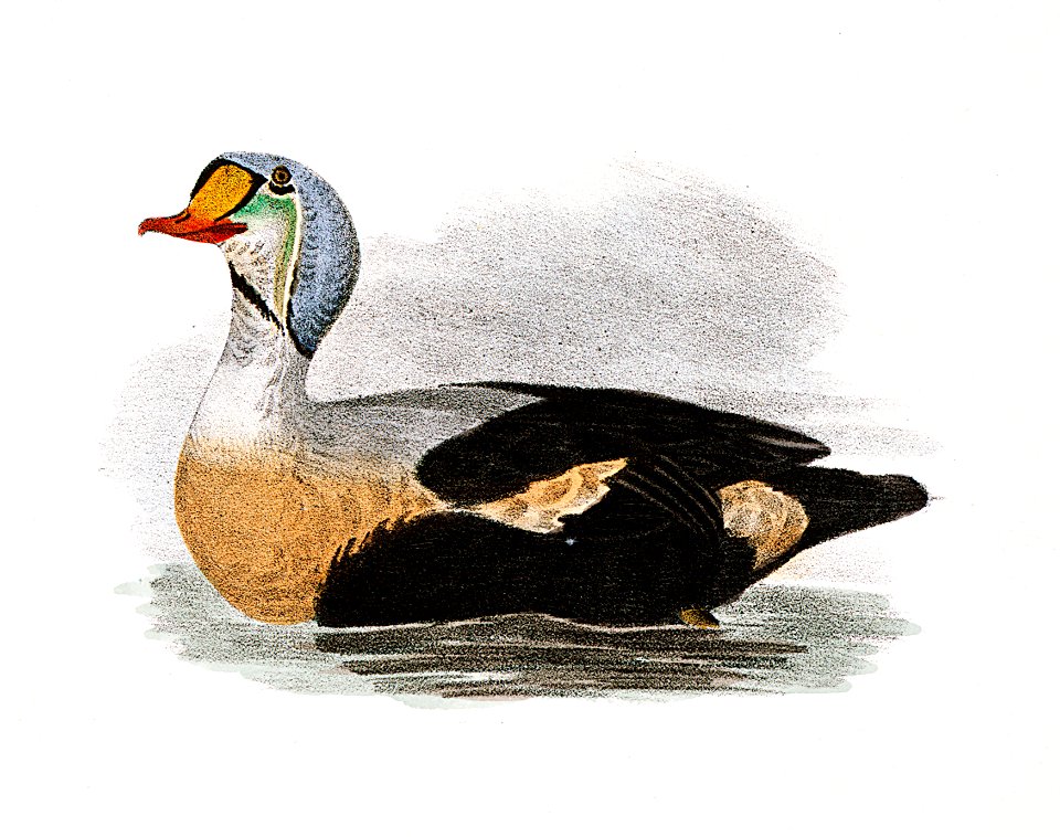 250. Eider Duck (Fuligula mollissima) 251. King Duck (Fuligula spectabilis) illustration from Zoology of New York (1842–1844) by James Ellsworth De Kay.