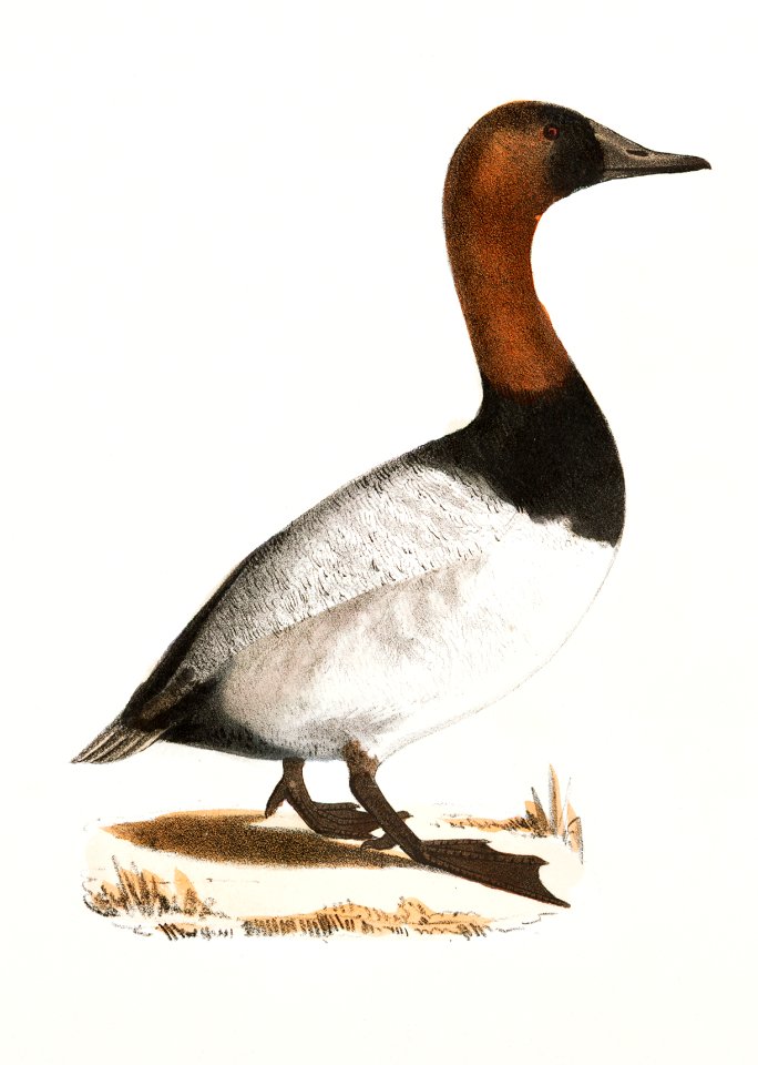 255. Bastard Broadbill (Fuligula rufitorques) 256. Canvass-back (Fuligula varisneria) illustration from Zoology of New York (1842–1844) by James Ellsworth De Kay.