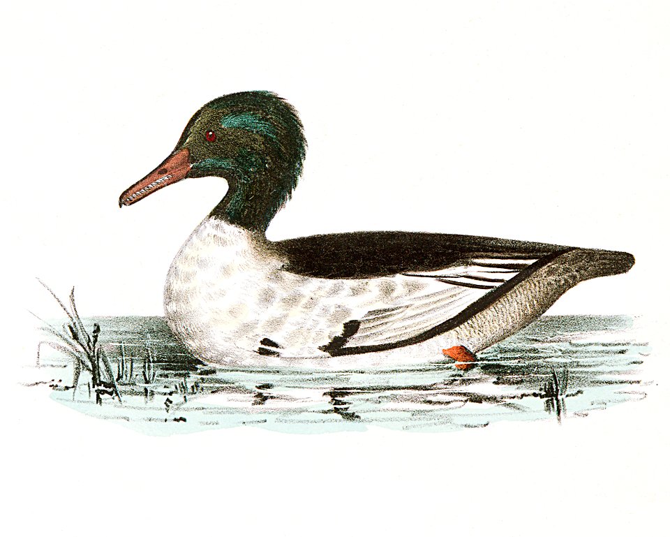 263. Oldwife (Fuliga glacialis) 264. Buff-breasted Sheldrake (Mergus merganser) illustration from Zoology of New York (1842–1844) by James Ellsworth De Kay.