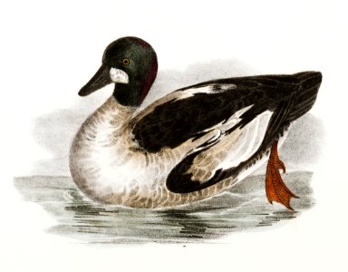 257. Whistler (Fuligula clangula) 258. Pied Duck (Fuligula labradora) illustration from Zoology of New York (1842–1844) by James Ellsworth De Kay.. Free illustration for personal and commercial use.