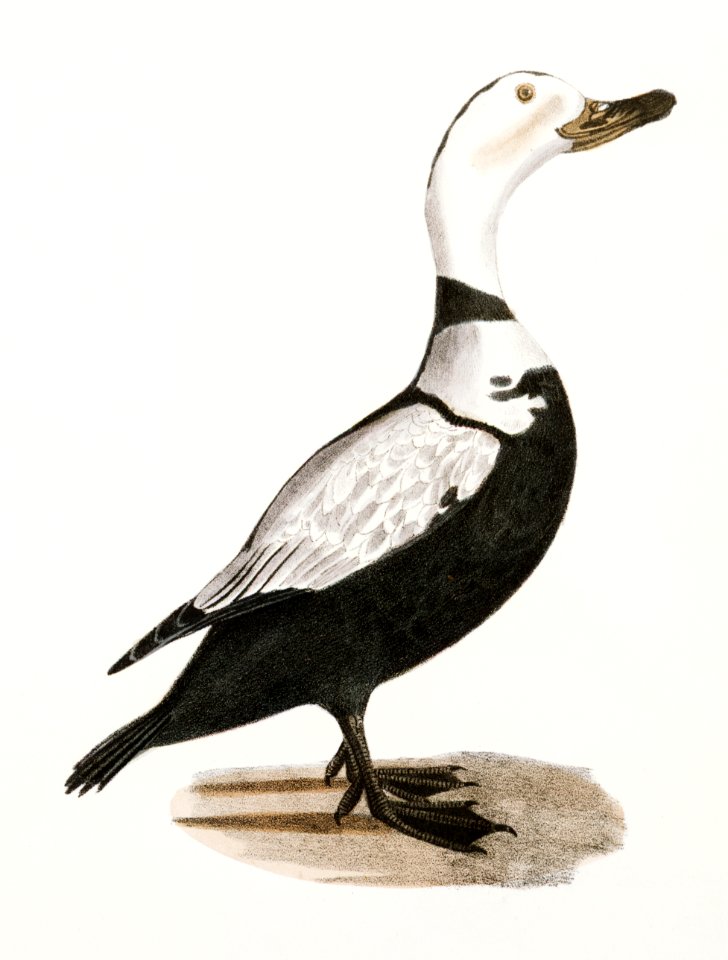 257. Whistler (Fuligula clangula) 258. Pied Duck (Fuligula labradora) illustration from Zoology of New York (1842–1844) by James Ellsworth De Kay.. Free illustration for personal and commercial use.