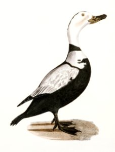 257. Whistler (Fuligula clangula) 258. Pied Duck (Fuligula labradora) illustration from Zoology of New York (1842–1844) by James Ellsworth De Kay.