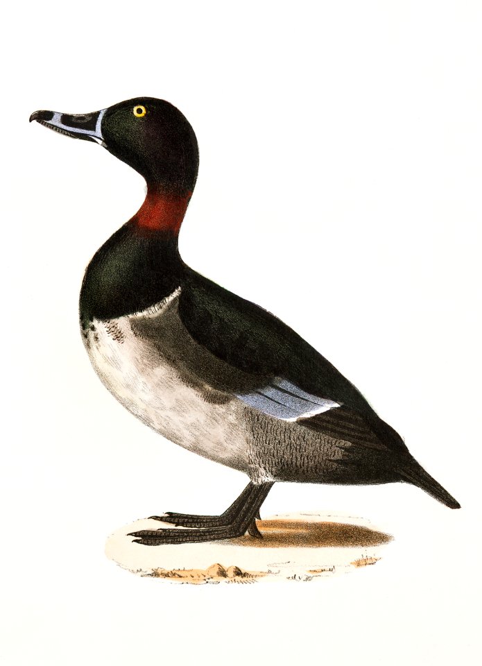 255. Bastard Broadbill (Fuligula rufitorques) 256. Canvass-back (Fuligula varisneria) illustration from Zoology of New York (1842–1844) by James Ellsworth De Kay.