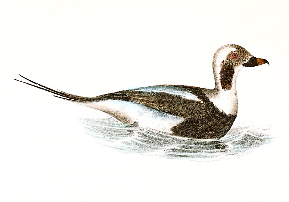 263. Oldwife (Fuliga glacialis) 264. Buff-breasted Sheldrake (Mergus merganser) illustration from Zoology of New York (1842–1844) by James Ellsworth De Kay.