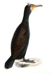 267. Double-crested Cormorant (Phalacracorax dilophus) 268. Ditto, immature illustration from Zoology of New York (1842–1844) by James Ellsworth De Kay.