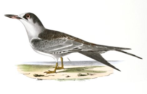 275. Tern (Sterna hirundo) 276. Ditto, young illustration from Zoology of New York (1842–1844) by James Ellsworth De Kay.. Free illustration for personal and commercial use.
