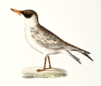 277. Cayenne Tern (Sterna cayana) 278. Black Tern (Sterna nigra) illustration from Zoology of New York (1842–1844) by James Ellsworth De Kay.