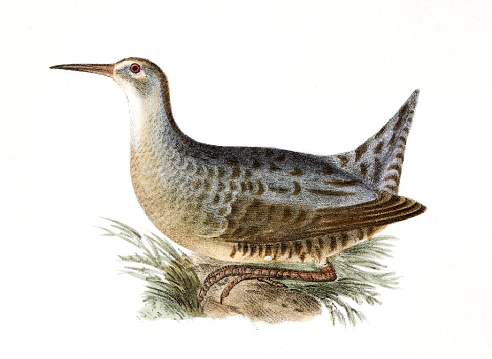 221. Saltwater Meadow-hen (Rallus elegans) 222. Freshwater Meadow-hen (Rallus crepitans) illustration from Zoology of New York (1842–1844) by James Ellsworth De Kay.