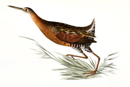 221. Saltwater Meadow-hen (Rallus elegans) 222. Freshwater Meadow-hen (Rallus crepitans) illustration from Zoology of New York (1842–1844) by James Ellsworth De Kay.. Free illustration for personal and commercial use.