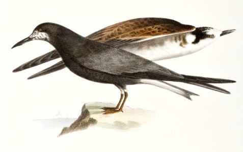 277. Cayenne Tern (Sterna cayana) 278. Black Tern (Sterna nigra) illustration from Zoology of New York (1842–1844) by James Ellsworth De Kay.. Free illustration for personal and commercial use.
