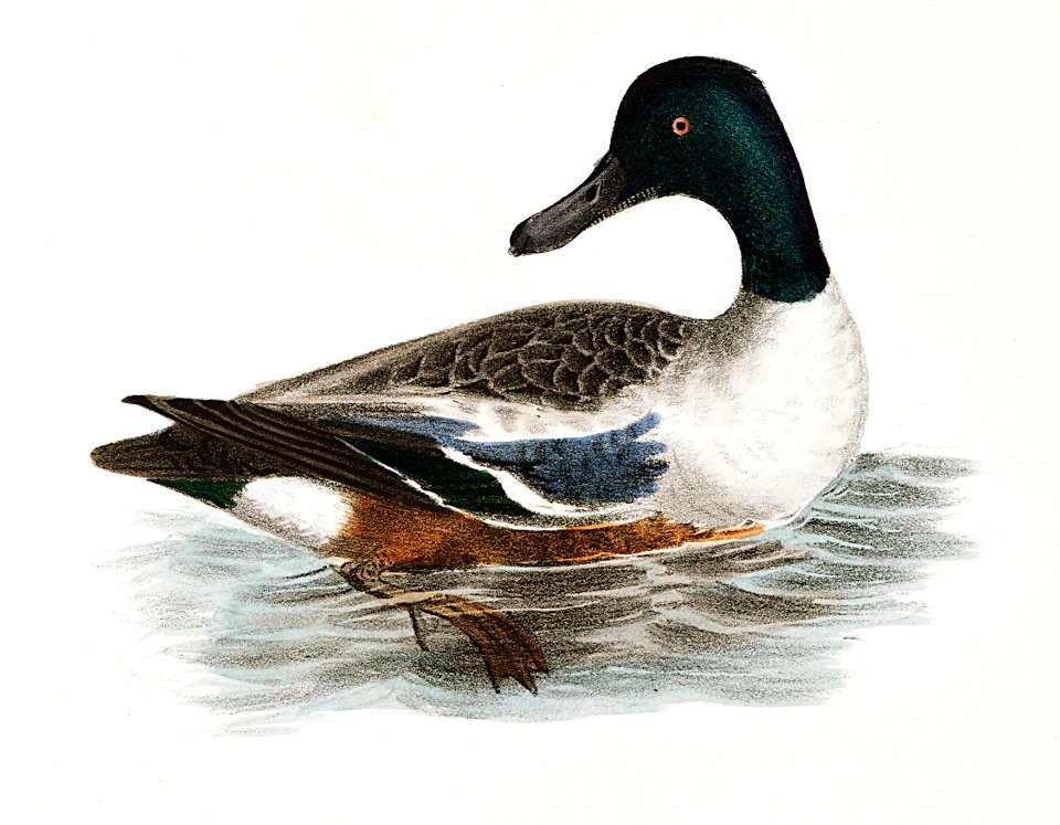 244. Pintail Duck (Anas acuta) 245. Shoveller or Spoonbill (Anas clypeata) illustration from Zoology of New York (1842–1844) by James Ellsworth De Kay.