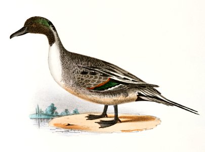 244. Pintail Duck (Anas acuta) 245. Shoveller or Spoonbill (Anas clypeata) illustration from Zoology of New York (1842–1844) by James Ellsworth De Kay.