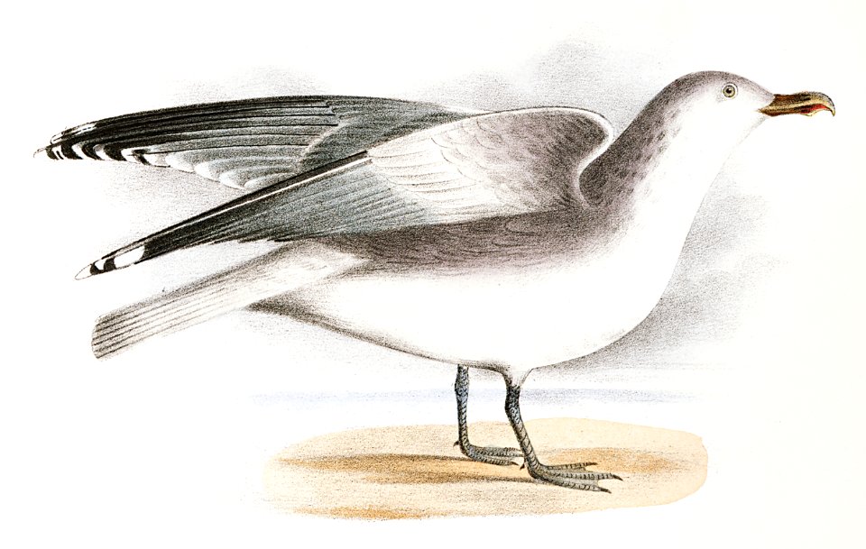 283. Great Black-backed Gull (Larus marinus) 284. Winter Gull (Larus argentatus) illustration from Zoology of New York (1842–1844) by James Ellsworth De Kay.