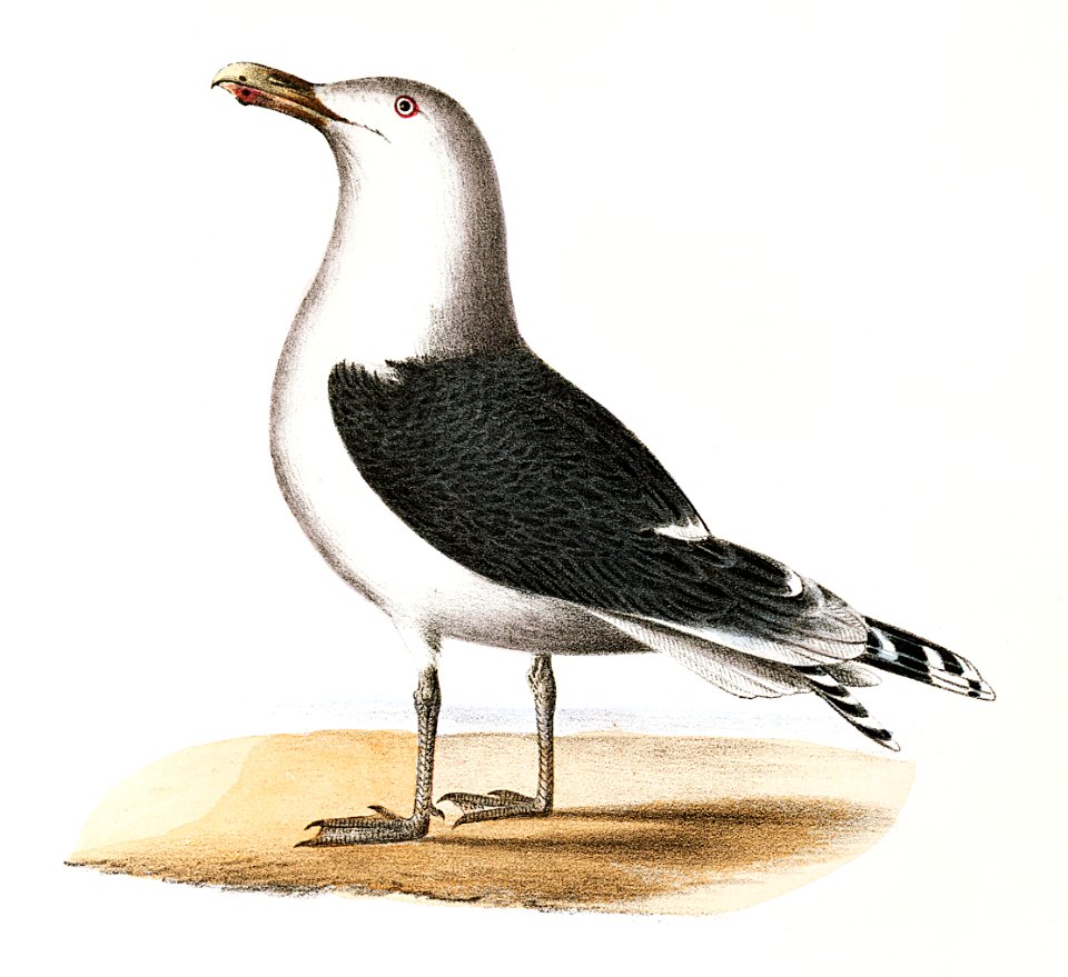 283. Great Black-backed Gull (Larus marinus) 284. Winter Gull (Larus argentatus) illustration from Zoology of New York (1842–1844) by James Ellsworth De Kay.