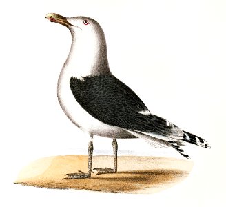 283. Great Black-backed Gull (Larus marinus) 284. Winter Gull (Larus argentatus) illustration from Zoology of New York (1842–1844) by James Ellsworth De Kay.